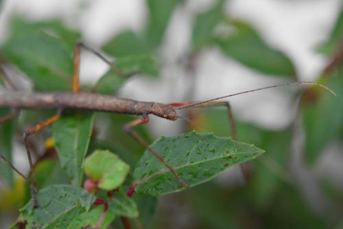 Carausius morosus